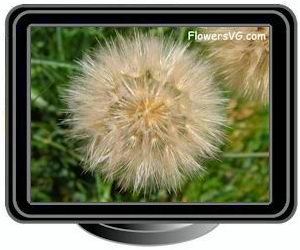 yellow salsify seed head