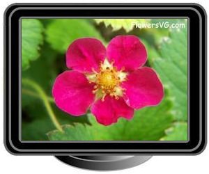 red strawberry flower blossoms