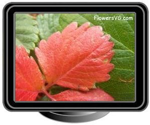 red strawberry leaf