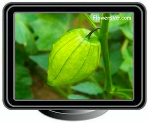 tomatillo fruit medium