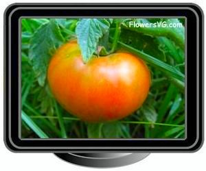 tomato orange