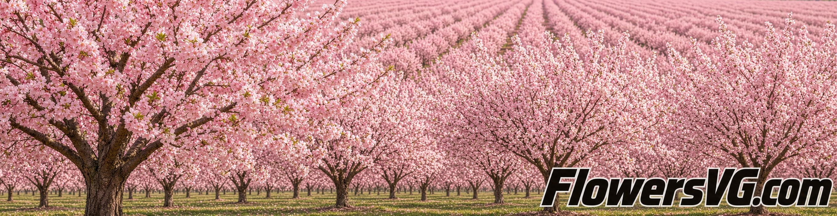 cherry tree blossom
