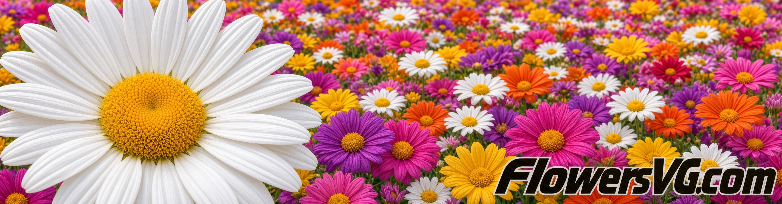 daisy Flowers