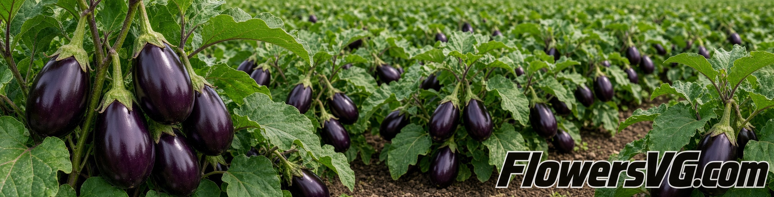 eggplant