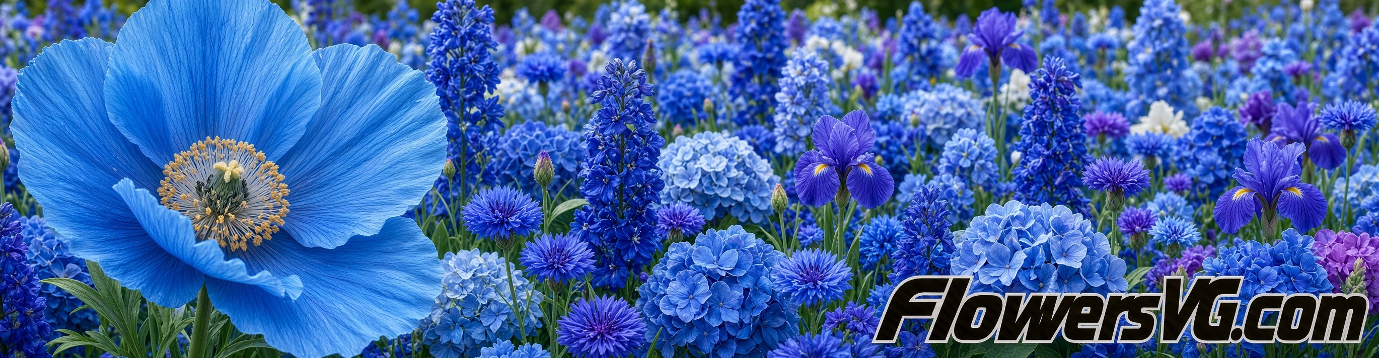 blue Flowers