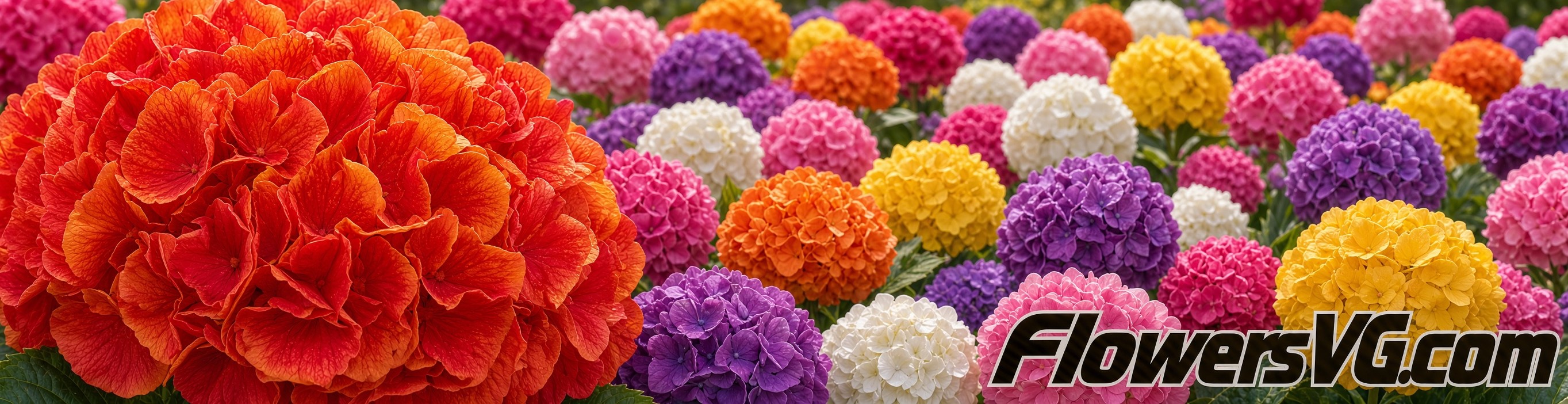 hydrangea Flowers