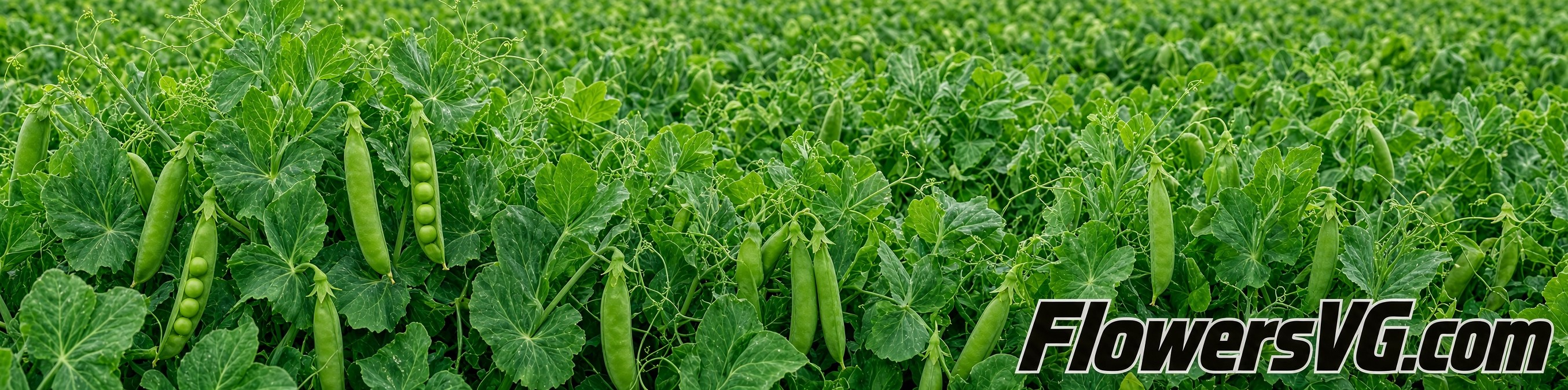 garden peas