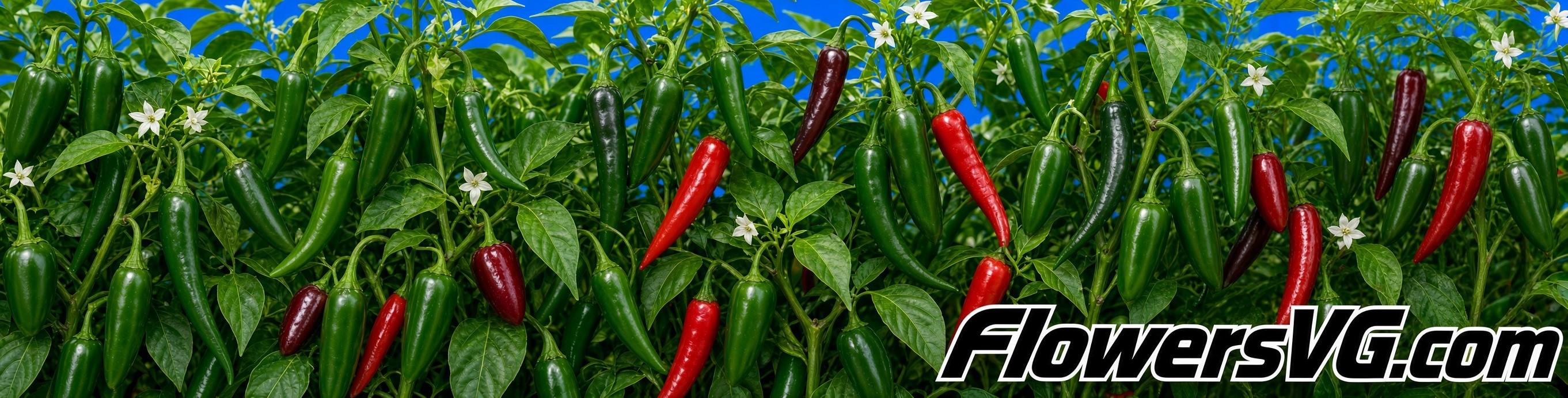 jalapeno pepper plants