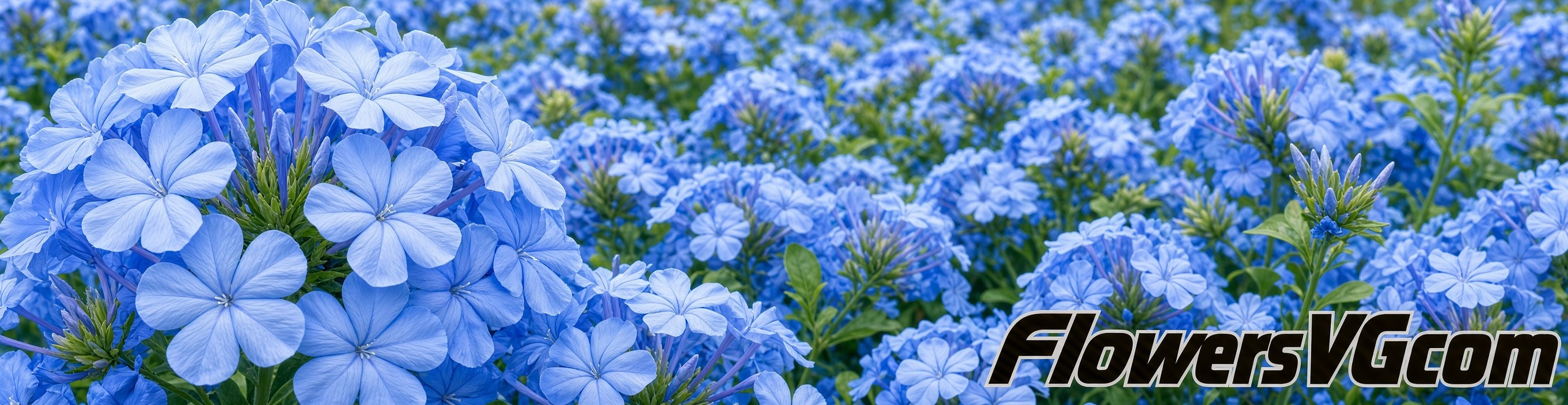 plumbago Flowers