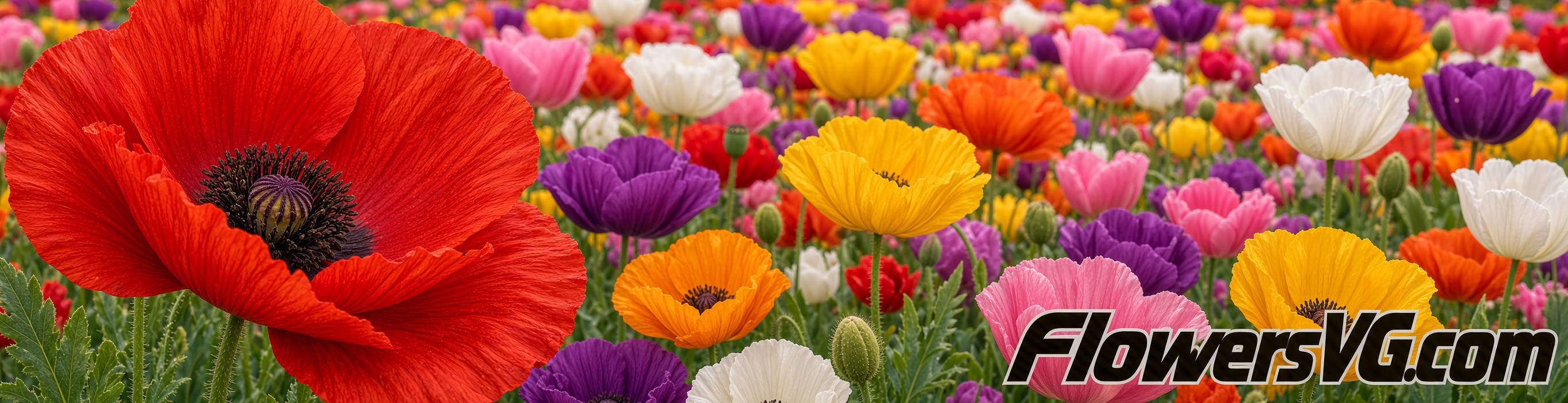 poppy Flowers