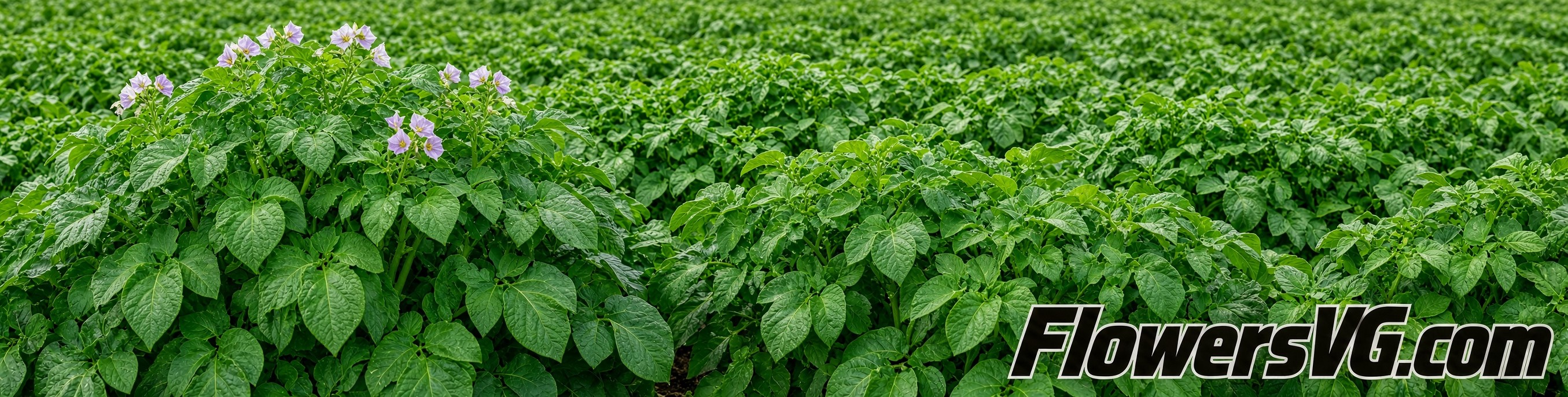 potato plants