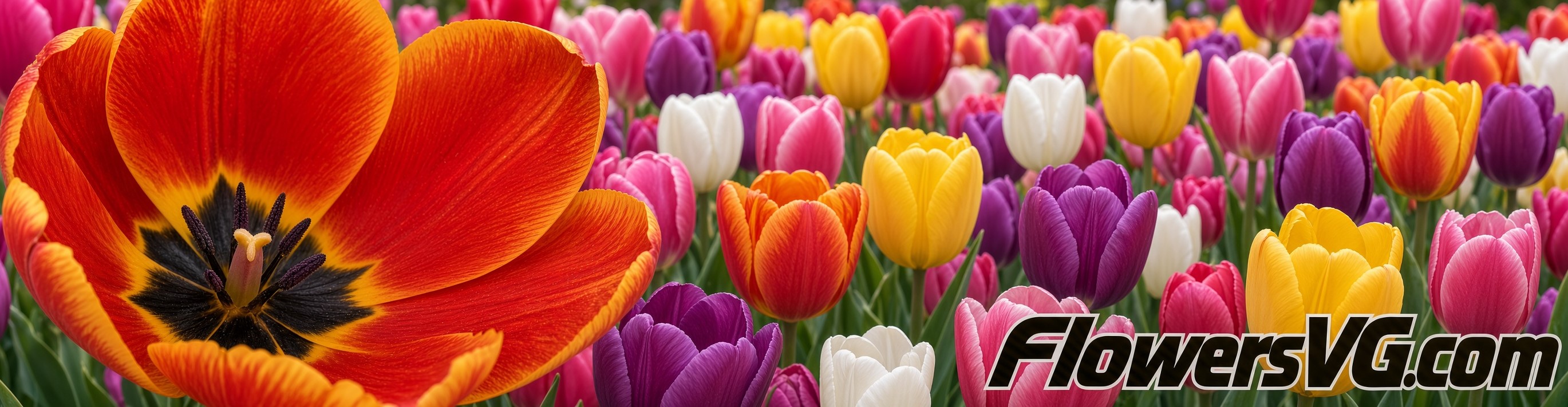 Spring Tulip Flowers