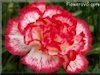 pictures of carnation flowers
