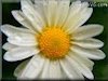 pictures of daisy flowers