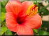 pictures of hibiscus flowers