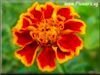 pictures of marigold flowers