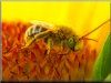 pictures of garden bees