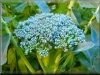 pictures of garden broccoli plants