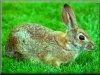 pictures of cute bunny rabbits