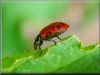 pictures of garden lady bugs