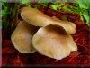 pictures of mushrooms
