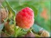 pictures of garden raspberry plants
