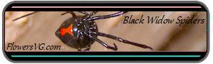 black widow spider with red hourglass underbelly