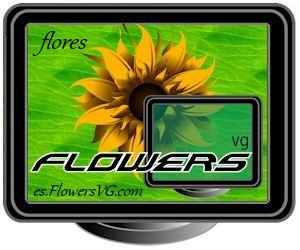 flores