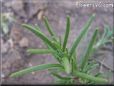 rosemary herb