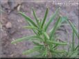 rosemary plant