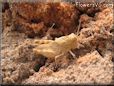 tan grasshopper