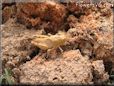 tan grasshopper