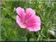 pink malope flower