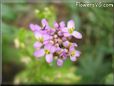 candytuft pictures