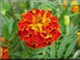 red marigold flower