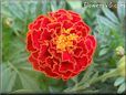 red marigold flower