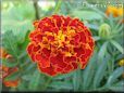 red marigold flower