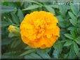 orange marigold flower