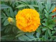 orange marigold flower