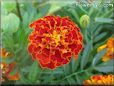 red marigold flower