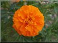 orange marigold flower