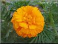 orange marigold flower