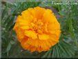 orange marigold flower