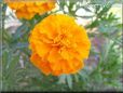 orange marigold flower