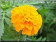 orange marigold flower