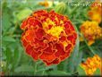 red marigold flower