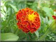 red marigold flower