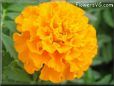 orange marigold flower