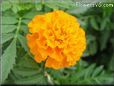 orange marigold flower