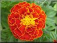 red marigold flower